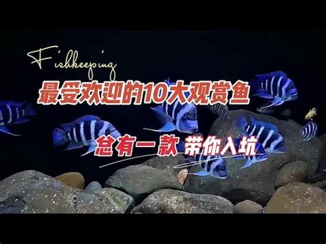 大型觀賞魚圖鑑|大型觀賞魚的飼養須知